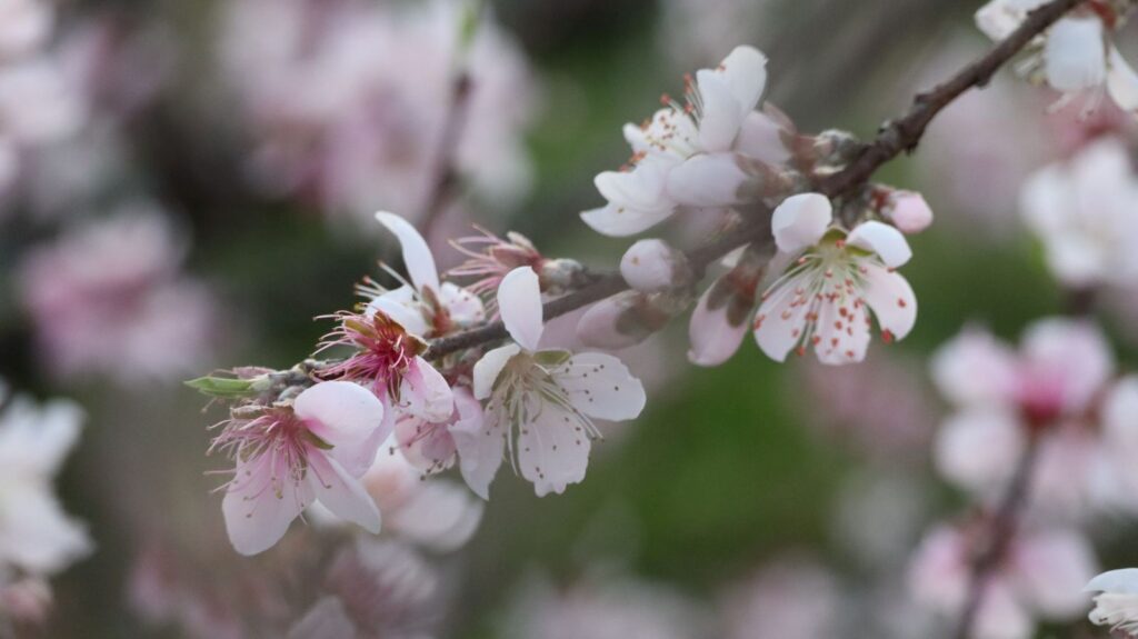 Peach Blossom up-close