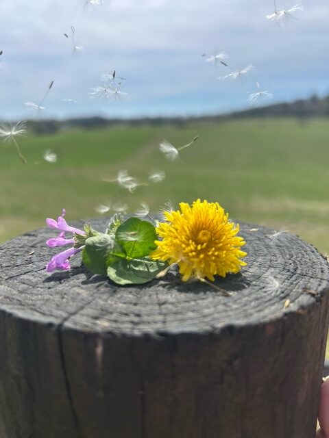 dandelion and 4 leaf clover on a fence post