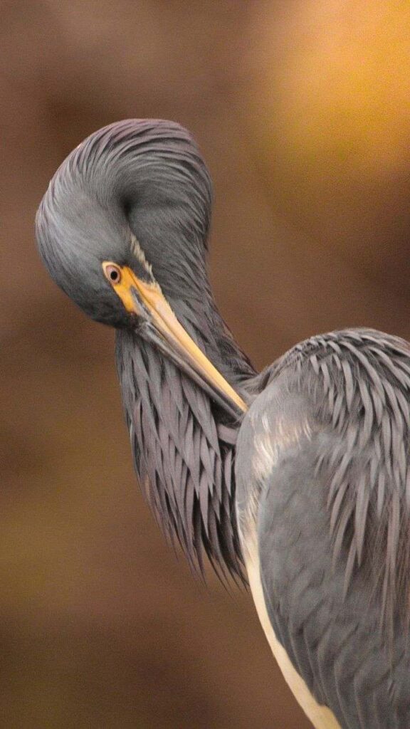 tricolored heron up-close