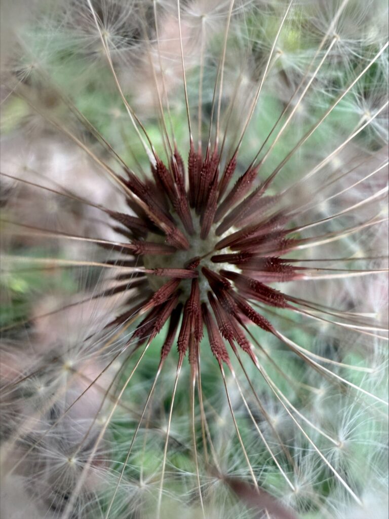 micro scale of a dandelion flower
