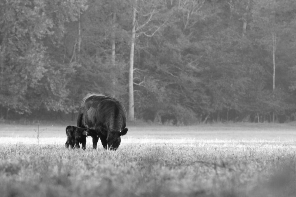 black and white image of a cow and caff in a field